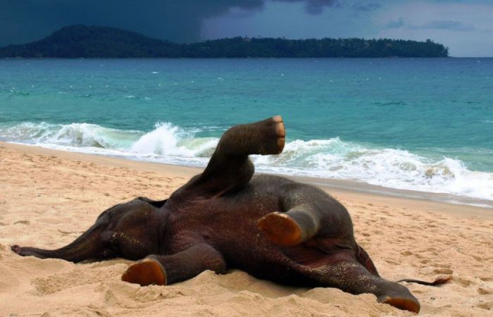 baby elephant on the beach at the sea