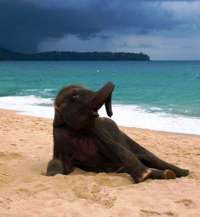 baby elephant on the beach at the sea