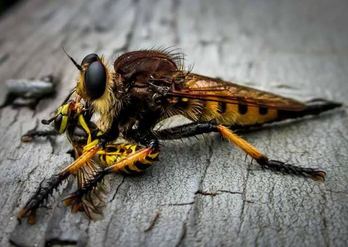 asilidae, assassin robber fly