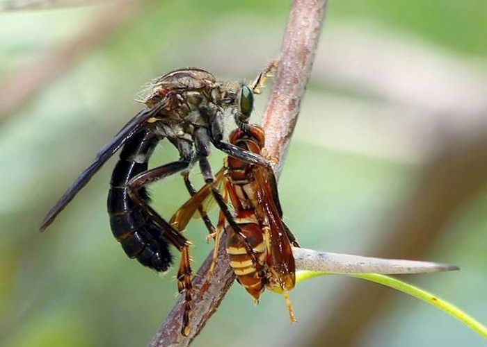 asilidae, assassin robber fly