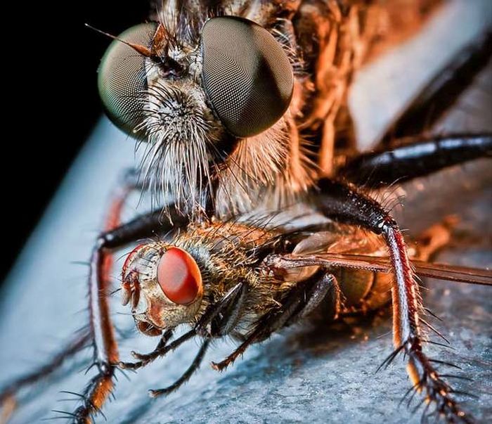 asilidae, assassin robber fly