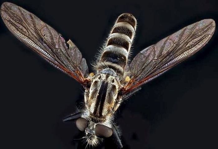 asilidae, assassin robber fly