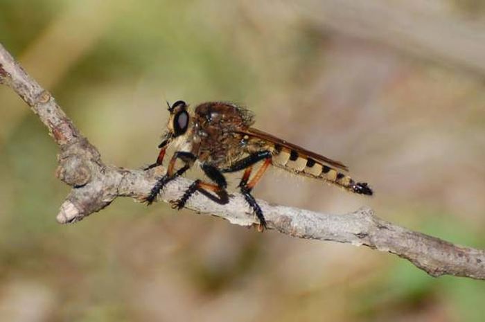 asilidae, assassin robber fly