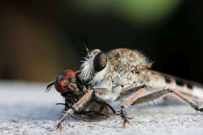 asilidae, assassin robber fly