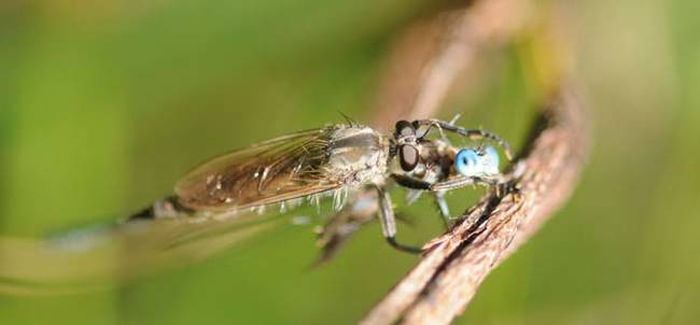 asilidae, assassin robber fly