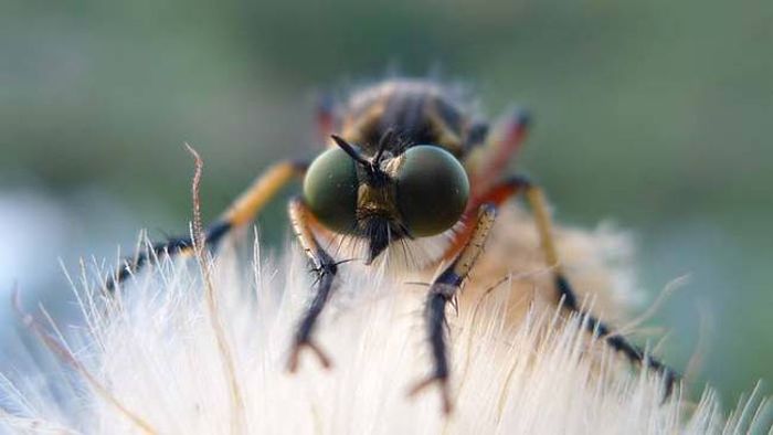 asilidae, assassin robber fly