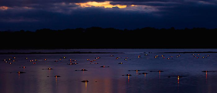 Alligators at night by Larry Lynch