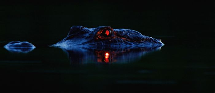 Alligators at night by Larry Lynch