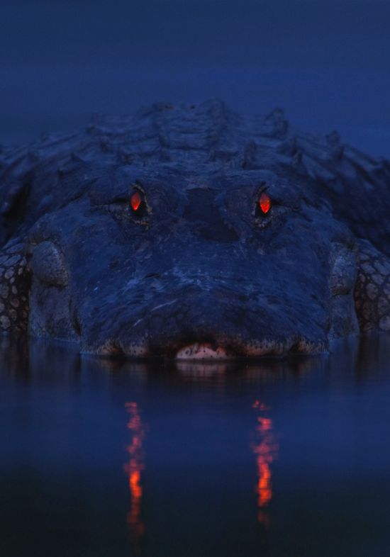 Alligators at night by Larry Lynch