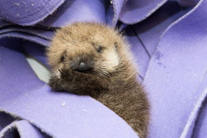 otter learning to swim