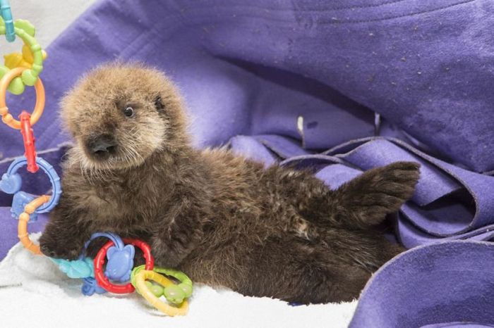 otter learning to swim