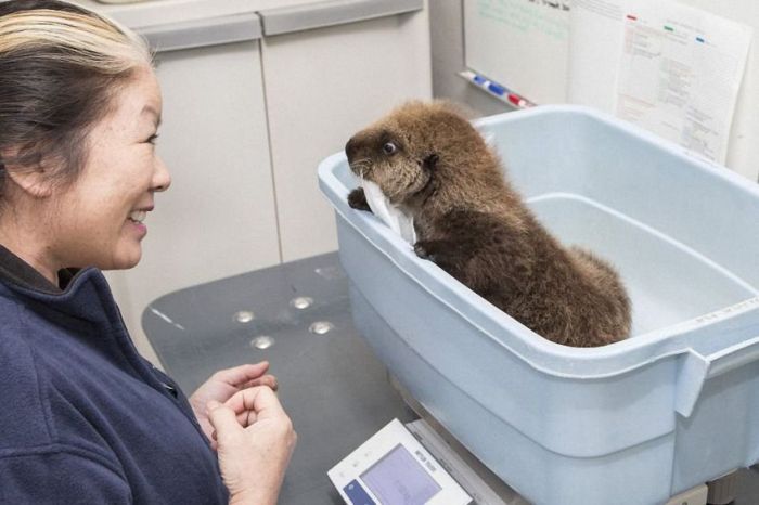 otter learning to swim