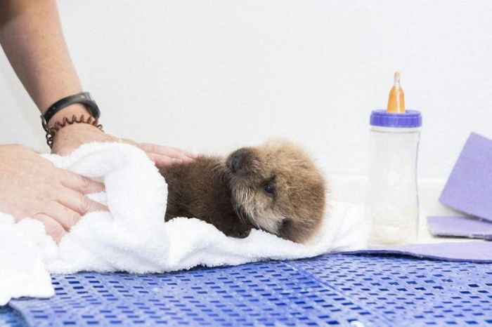 otter learning to swim