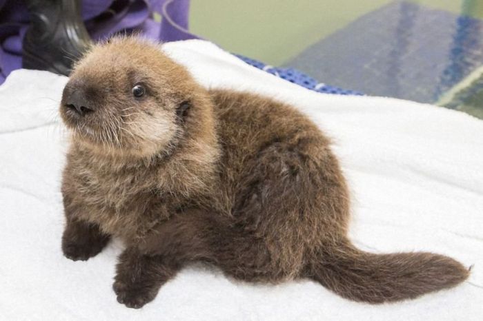 otter learning to swim