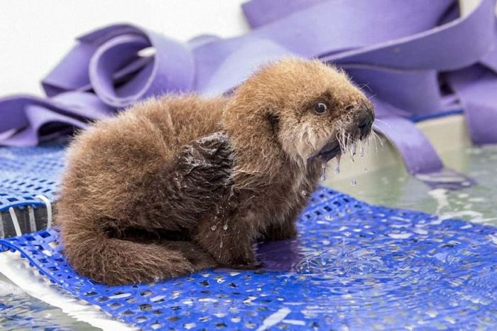 otter learning to swim