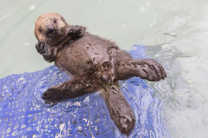 otter learning to swim