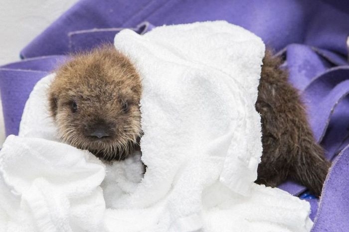 otter learning to swim