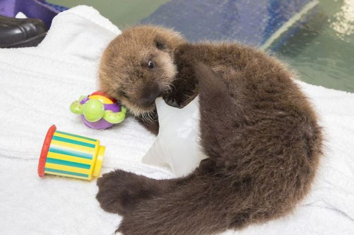 otter learning to swim