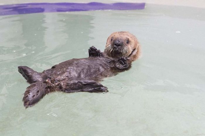 otter learning to swim