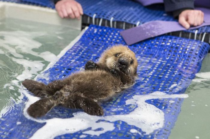 otter learning to swim