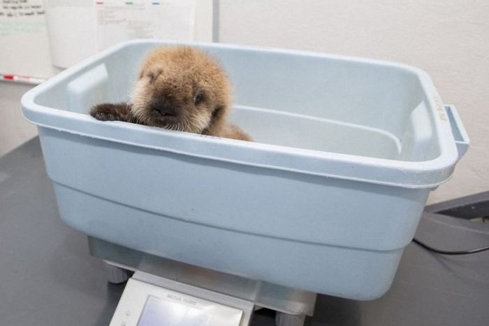 otter learning to swim