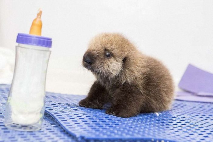 otter learning to swim