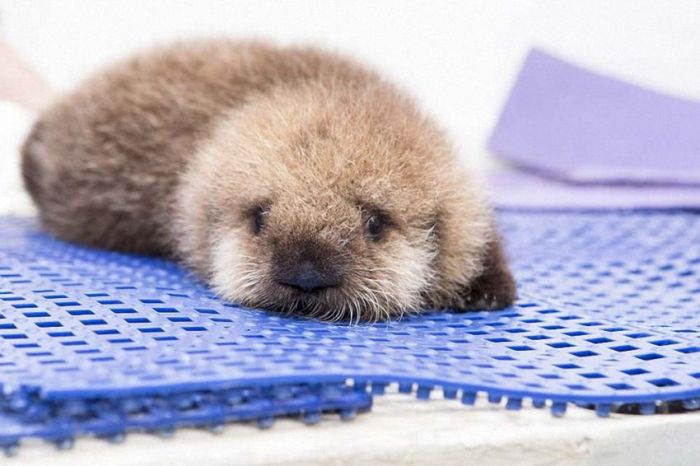 otter learning to swim