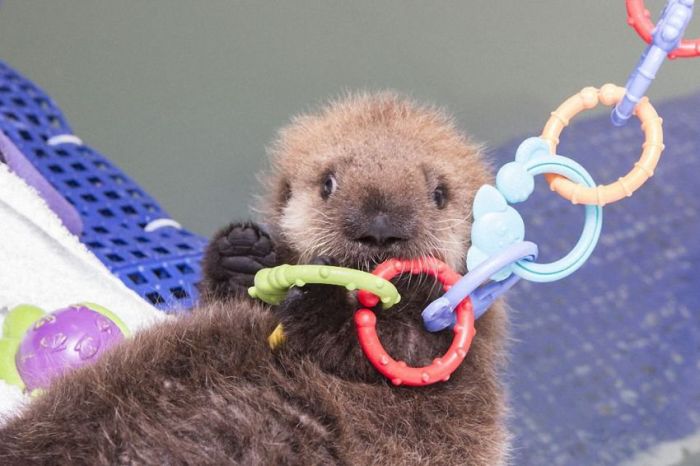 otter learning to swim