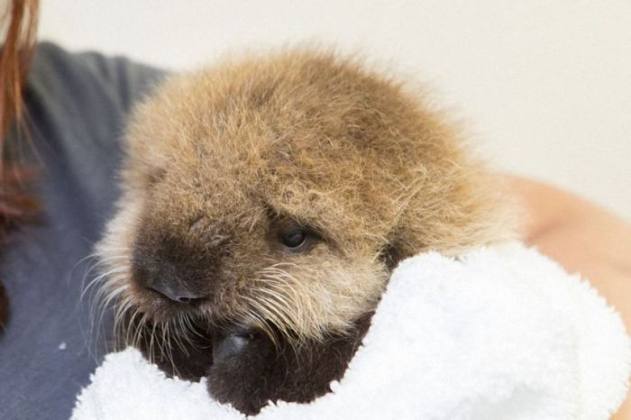 otter learning to swim