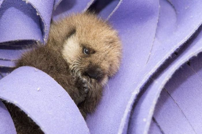 otter learning to swim