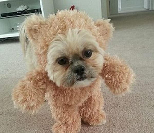 munchkin, shih tzu, teddy bear dog