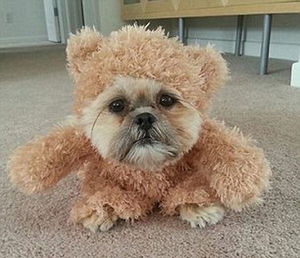 munchkin, shih tzu, teddy bear dog