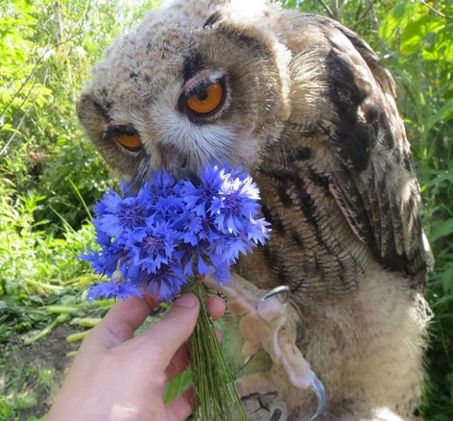 owl with a blue flower