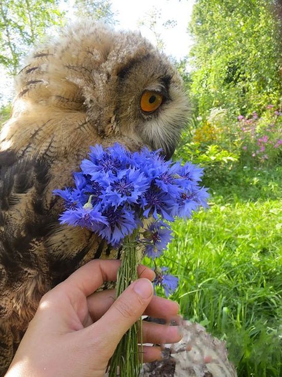 owl with a blue flower