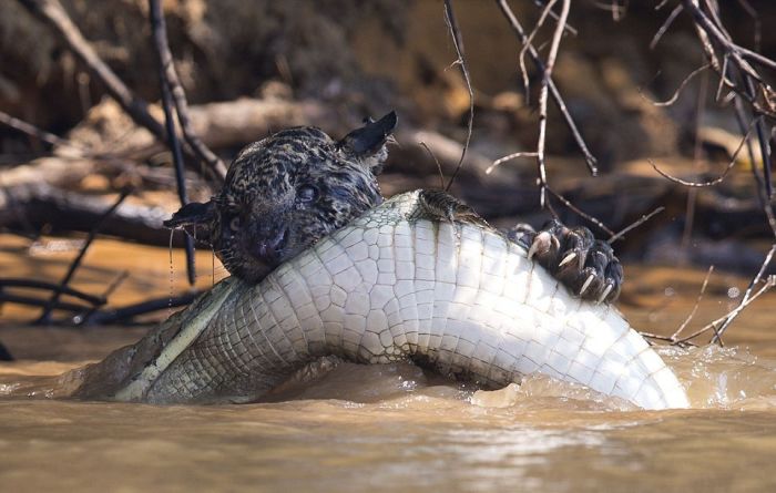 jaguar hunts for a crocodile