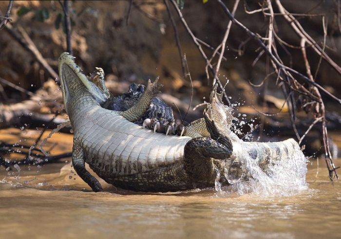 jaguar hunts for a crocodile
