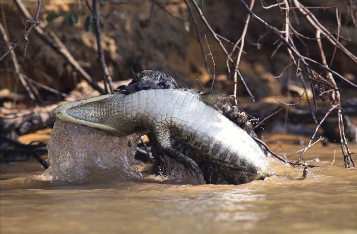 jaguar hunts for a crocodile