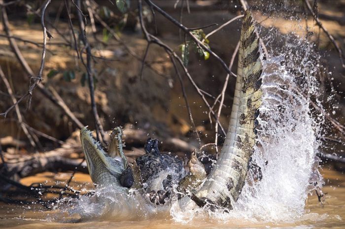 jaguar hunts for a crocodile