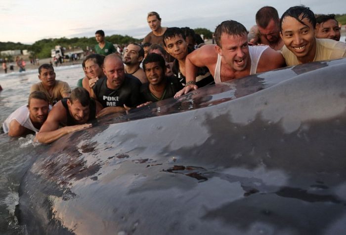 Saving a whale, Cetacean stranding, Popoyo Beach, Tola municipality, Rivas Department, Nicaragua