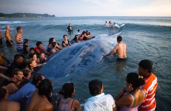 Saving a whale, Cetacean stranding, Popoyo Beach, Tola municipality, Rivas Department, Nicaragua