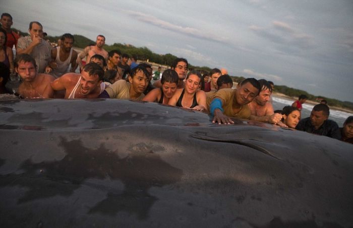 Saving a whale, Cetacean stranding, Popoyo Beach, Tola municipality, Rivas Department, Nicaragua