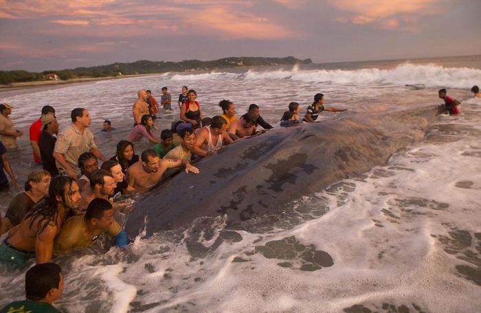 Saving a whale, Cetacean stranding, Popoyo Beach, Tola municipality, Rivas Department, Nicaragua