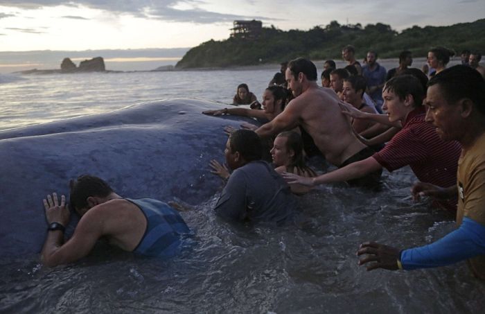 Saving a whale, Cetacean stranding, Popoyo Beach, Tola municipality, Rivas Department, Nicaragua