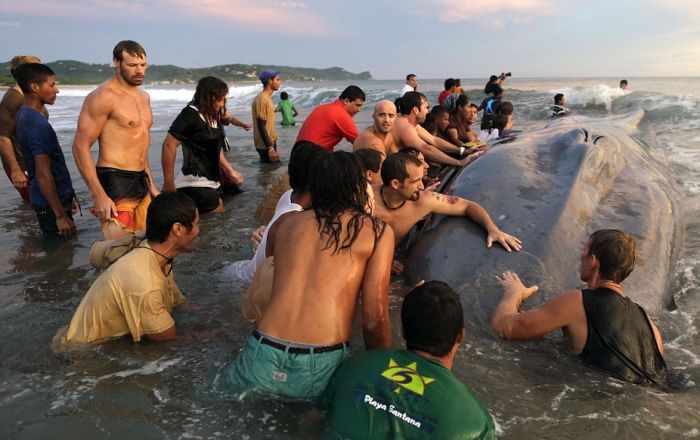 Saving a whale, Cetacean stranding, Popoyo Beach, Tola municipality, Rivas Department, Nicaragua