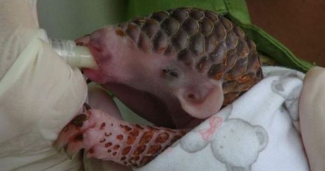 newborn baby pangolin