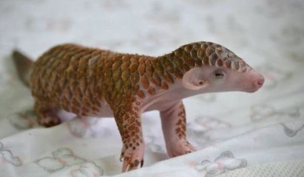 newborn baby pangolin