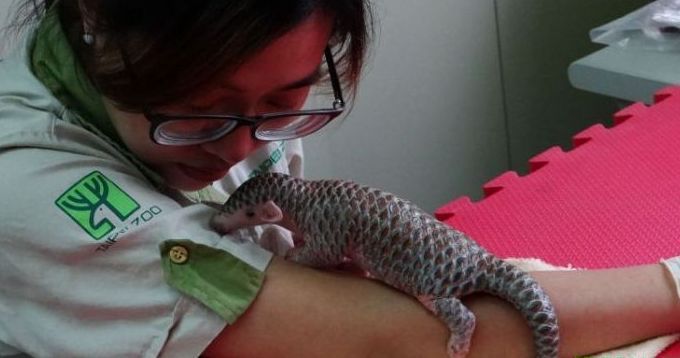 newborn baby pangolin