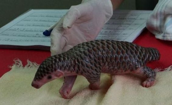 newborn baby pangolin