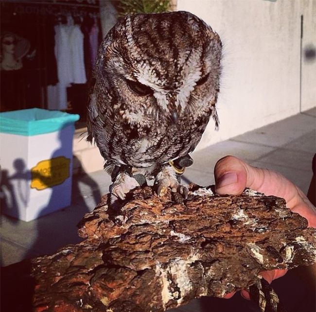 Blind owl with stars in eyes, Wildlife Learning Centre, Sylmar, California