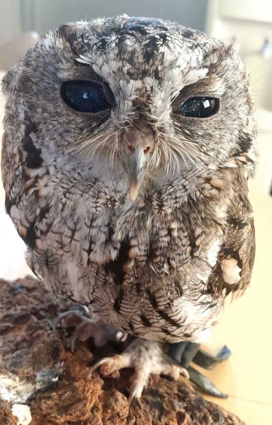 Blind owl with stars in eyes, Wildlife Learning Centre, Sylmar, California